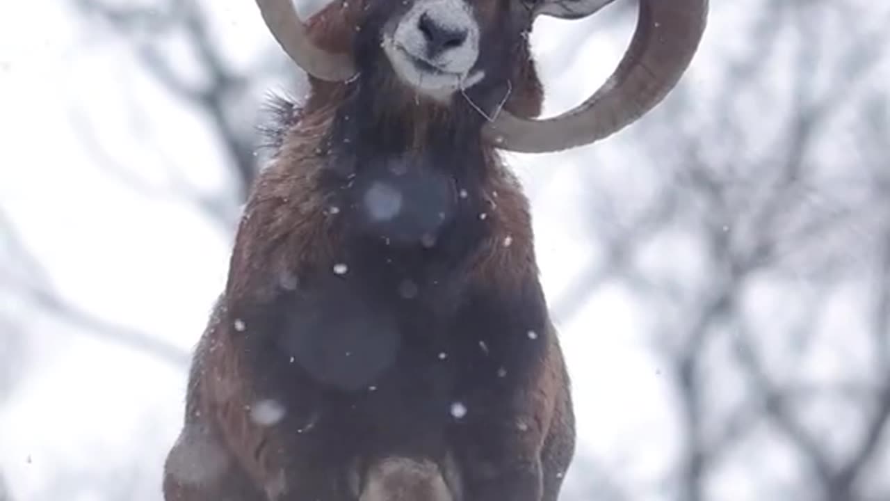 How to make amazing and I will send it to you on the