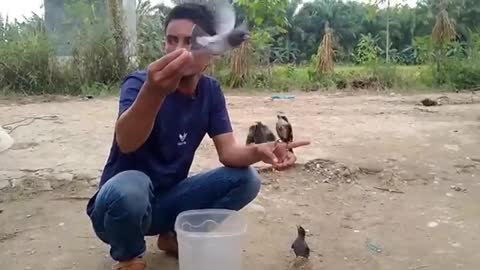 wild bird farming without cage