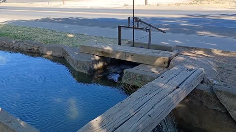 Balmorhea canal and tree