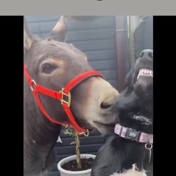 donkey and dog