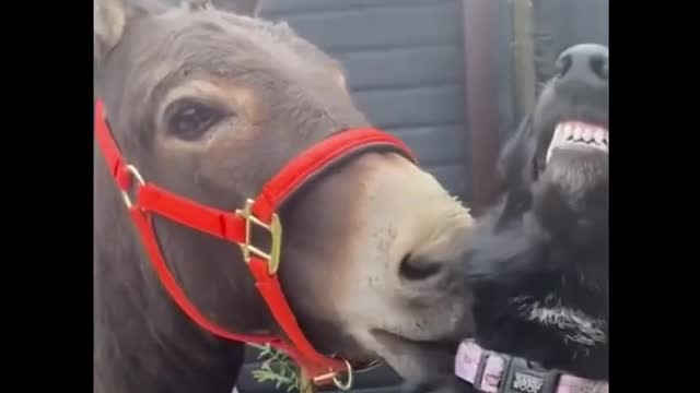 donkey and dog