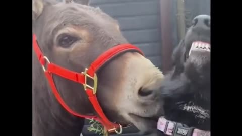 donkey and dog