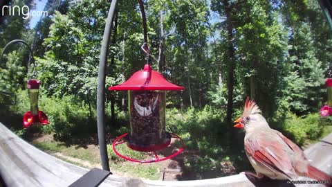 Pair of Cardinals enjoying lunch