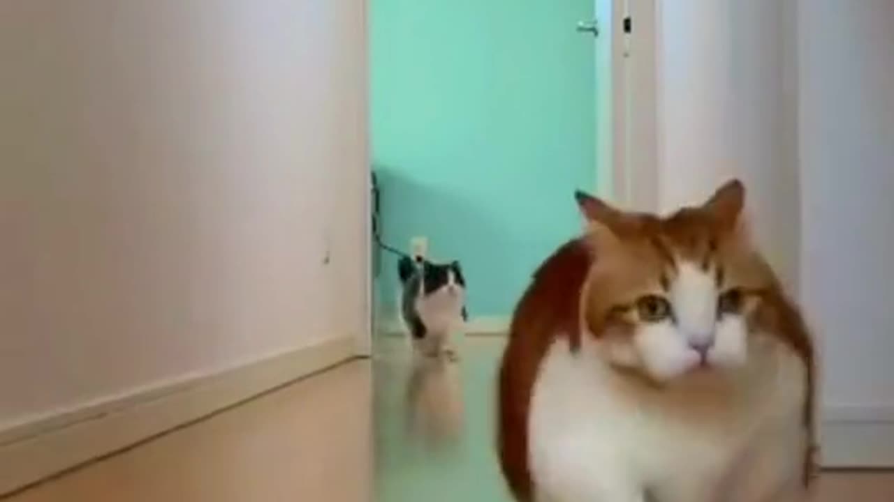 When you are shorter than others. #cat