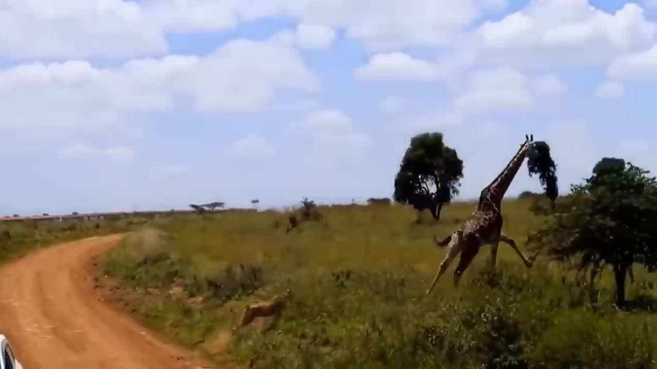 Domestic Dogs Recklessly Provokes Giant Python And Regrets Straight After, But It's Too Late!