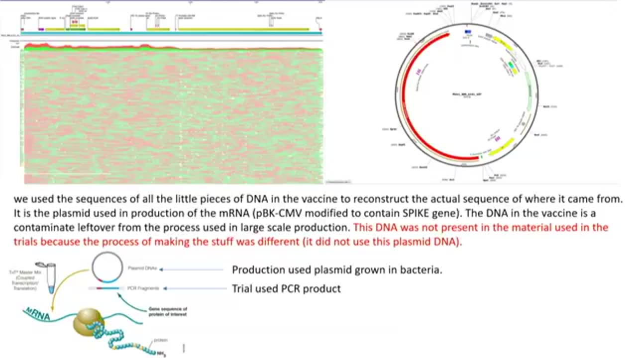 Dr. Phillip Buckhault's Testimony on DNA Contamination in Pfizer's mRNA Vaccine