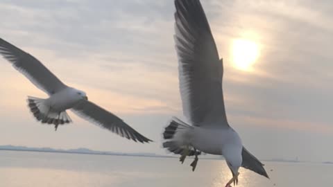 Seagull Shrimp Crackers