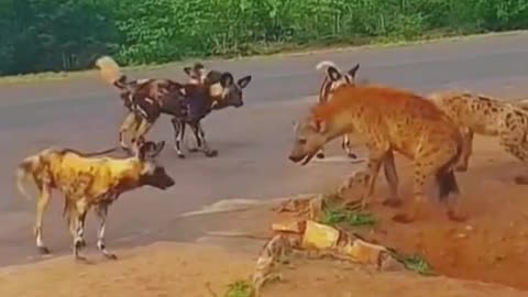 Wild dogs fight hyenas#animals