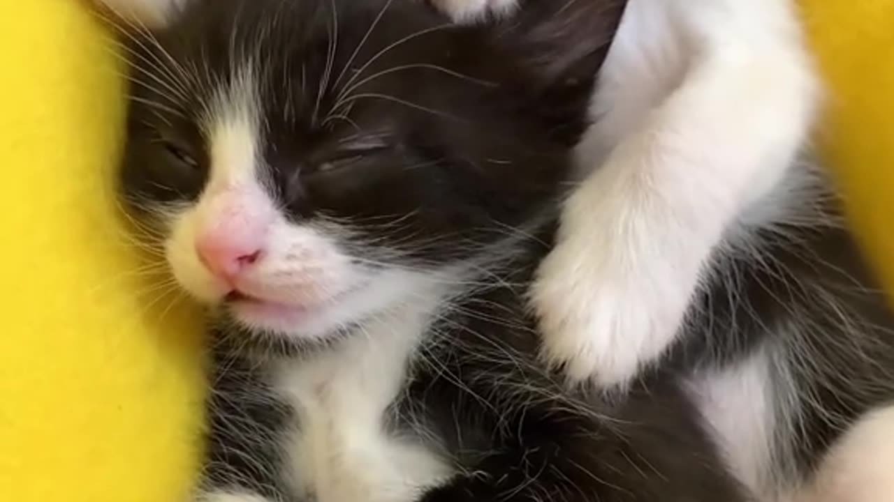 Sleeping kitten