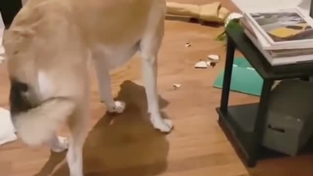 Thus my bone