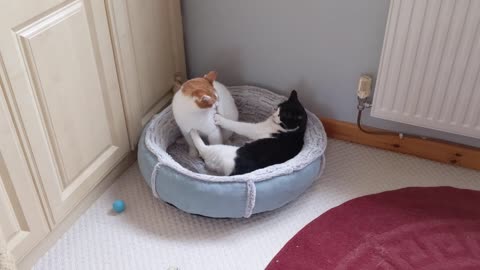 Cats Fight Over Bed