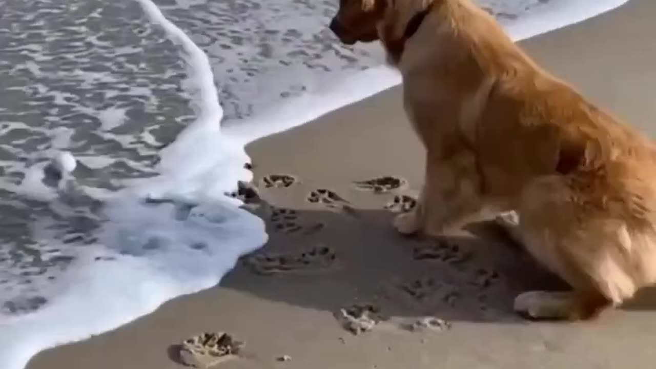 Dog Enjoys the Brush Adorably. dogs video, dogs, viral, rumble short.