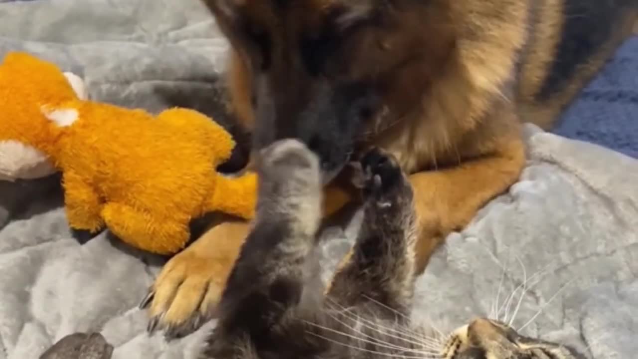 charlie the cat hits the dog