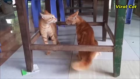Cat fighting