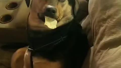 Goofy Dog