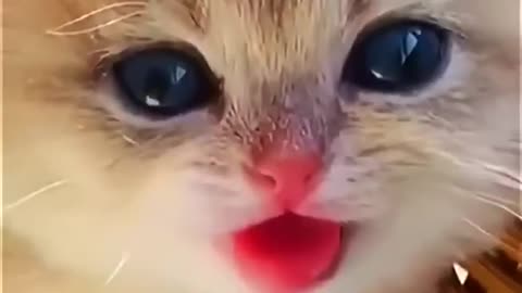 cutie 🐾😻🫶
