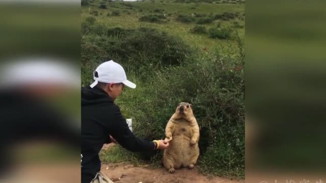 It's impossible for the groundhog to take it by himself. Feed me quickly, or I'll scream!