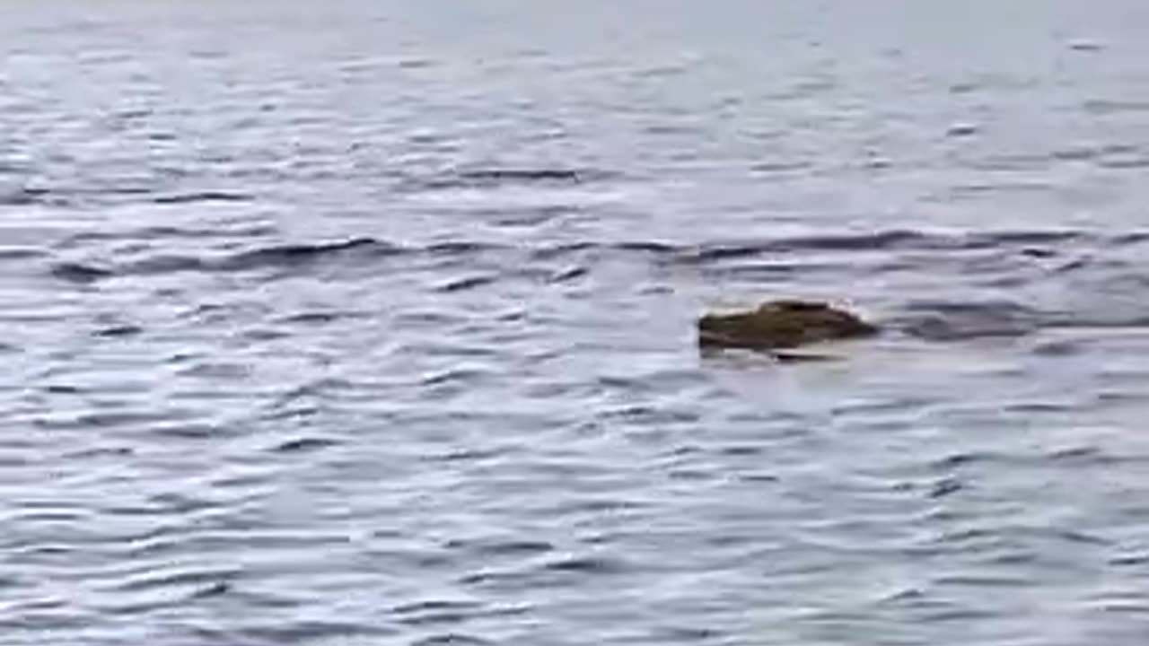 Alligator chase OMG 😲 🤯🤯