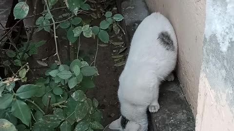 Cute cat licking milk