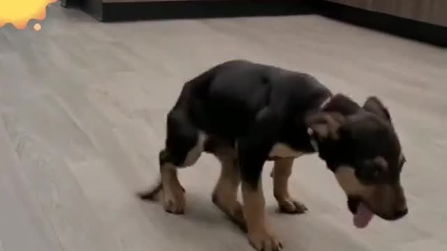 Funny Dog Dancing video