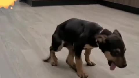 Funny Dog Dancing video