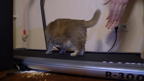 Treadmill - my first steps!