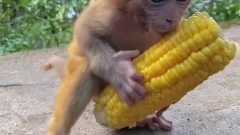 Monkey