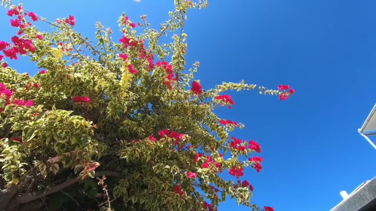 Santorini, Greece (Thera _ Fira, Oia)