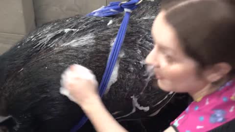 Dramatic Pot Belly Pig at the dog groomers?-4