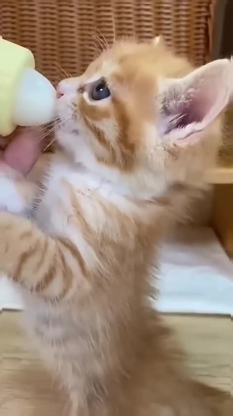 --Cats Doing Cat Things.