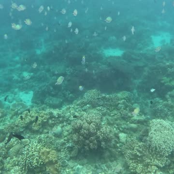 Snorkeling Adventures Philippines, Swimming with the fish!