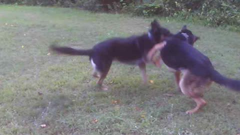 2 dogs playing