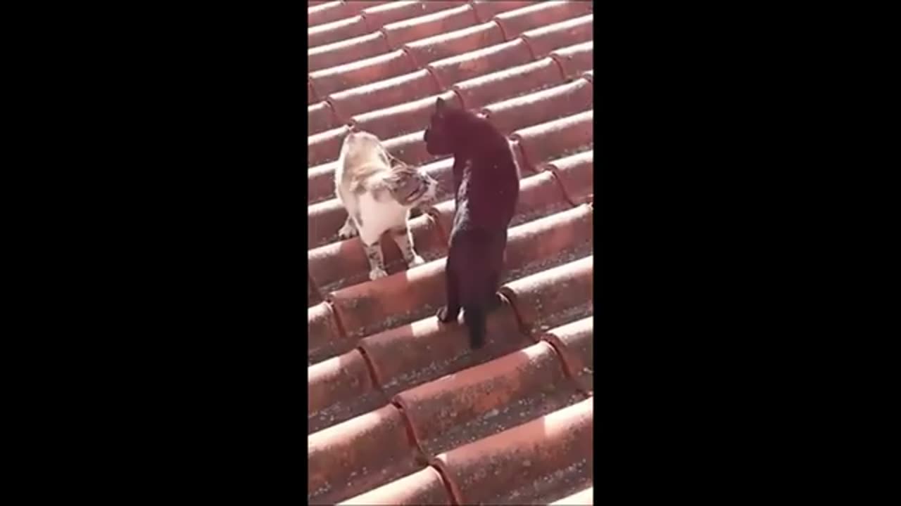 Funny Animal Video