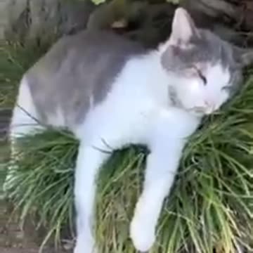Cats funny videos #cat #funnyvideo #lionfight