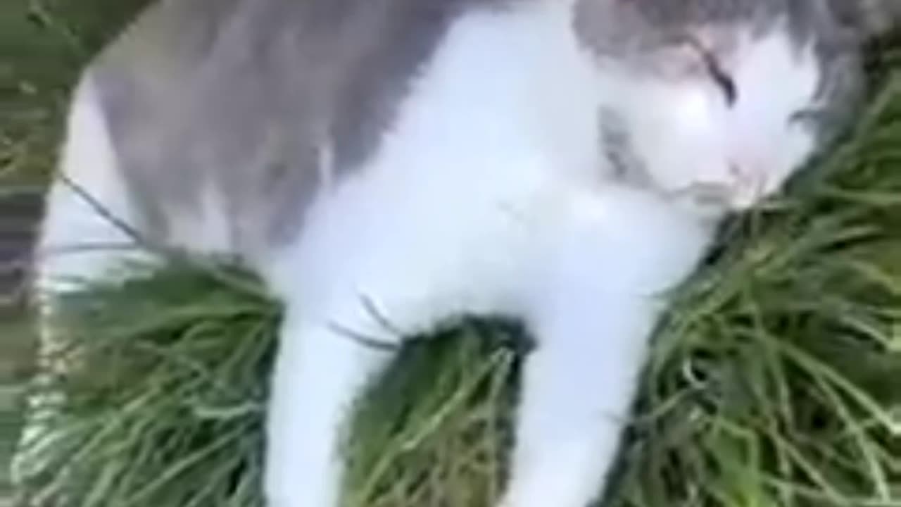 Cats funny videos #cat #funnyvideo #lionfight