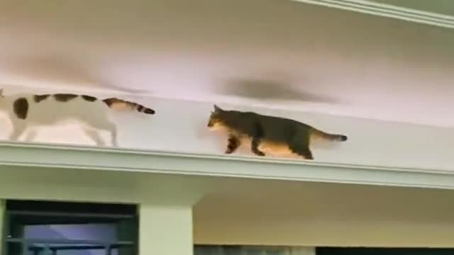 Funny cats