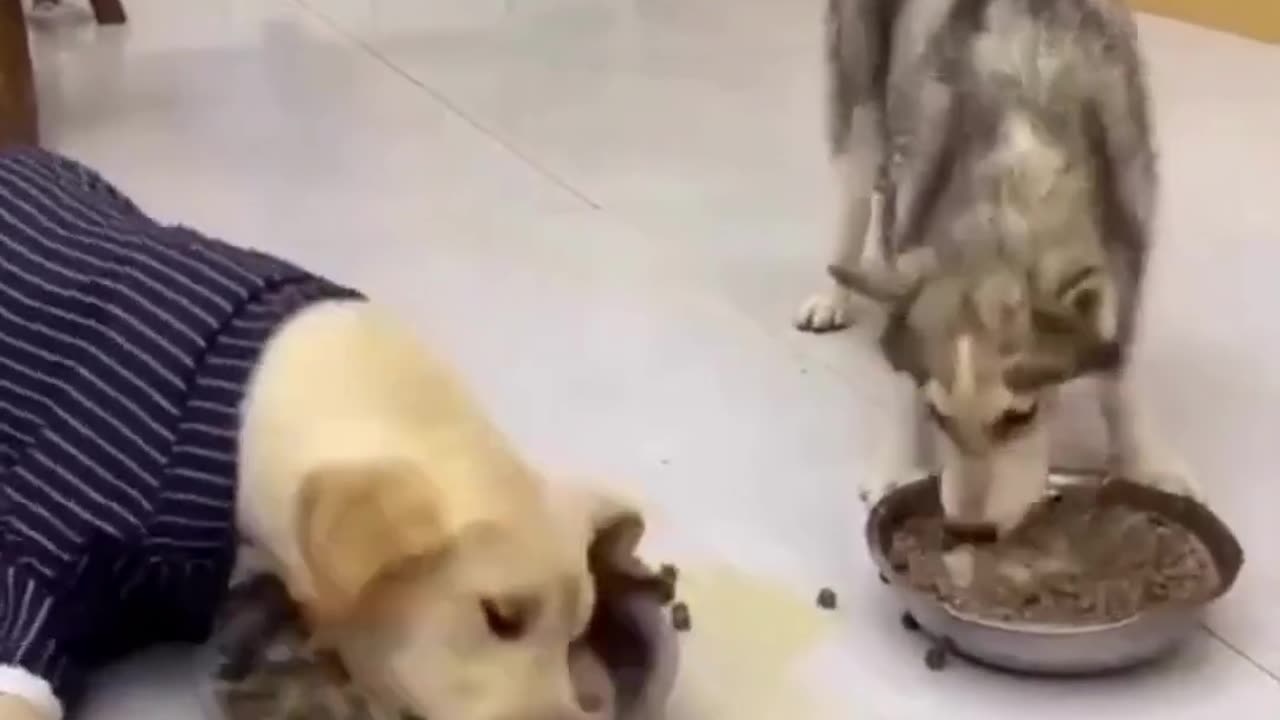 Hungry Dogs funny short video