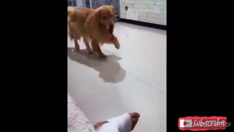 Funny dogs reaction - Funny animals