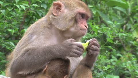 funnny monkey eating food