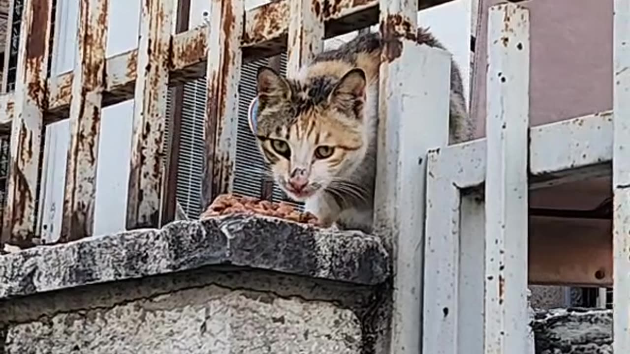 Series1: Jerusalem cats Day11 (Vid2/2)