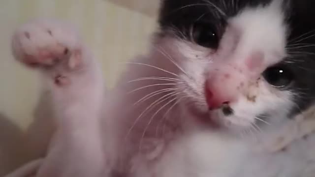 funny animal - crazy cat