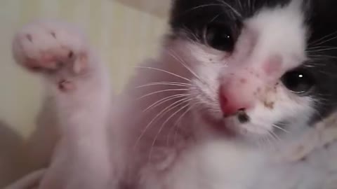 funny animal - crazy cat