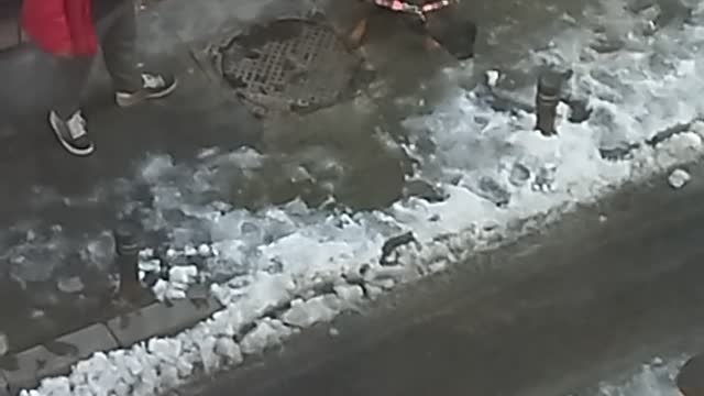 Dog doesn't move forward without eating snow