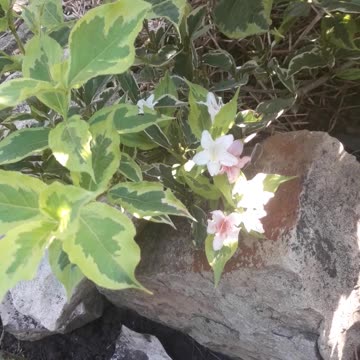 Weigela bloomed