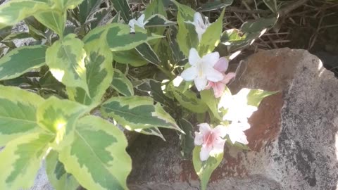 Weigela bloomed