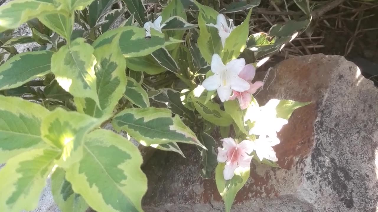 Weigela bloomed