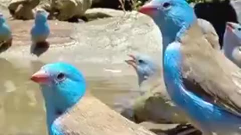 Cordon Bleu Waxbill Birds Gather at a Watering Hole