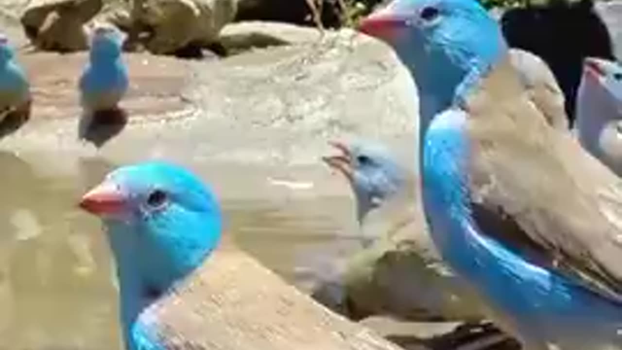 Cordon Bleu Waxbill Birds Gather at a Watering Hole