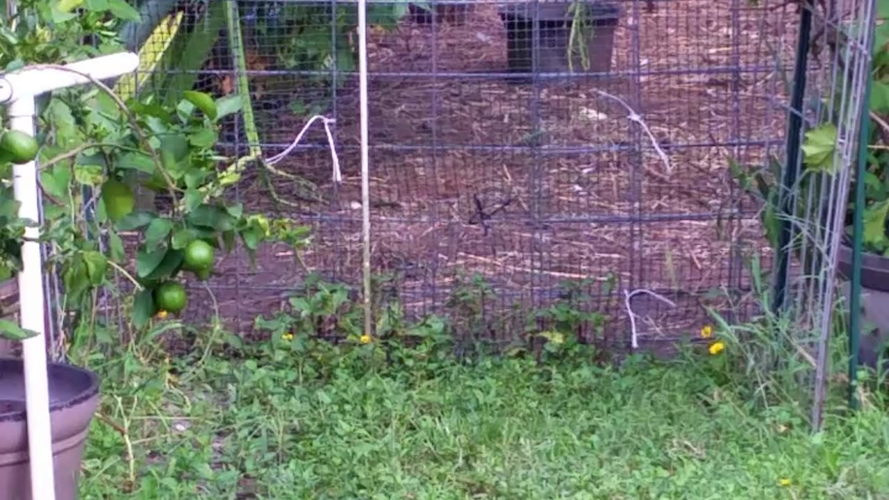 Just 4 Shits N Giggles - Roosters