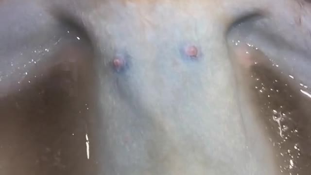 Bathtime went a littlw something like this